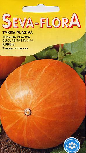 семена овощей: семена тыквы